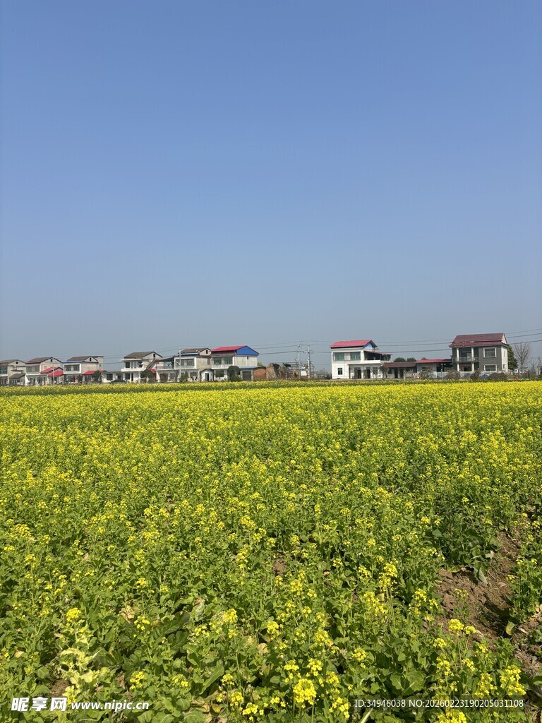 金黄田野旁的村落风光