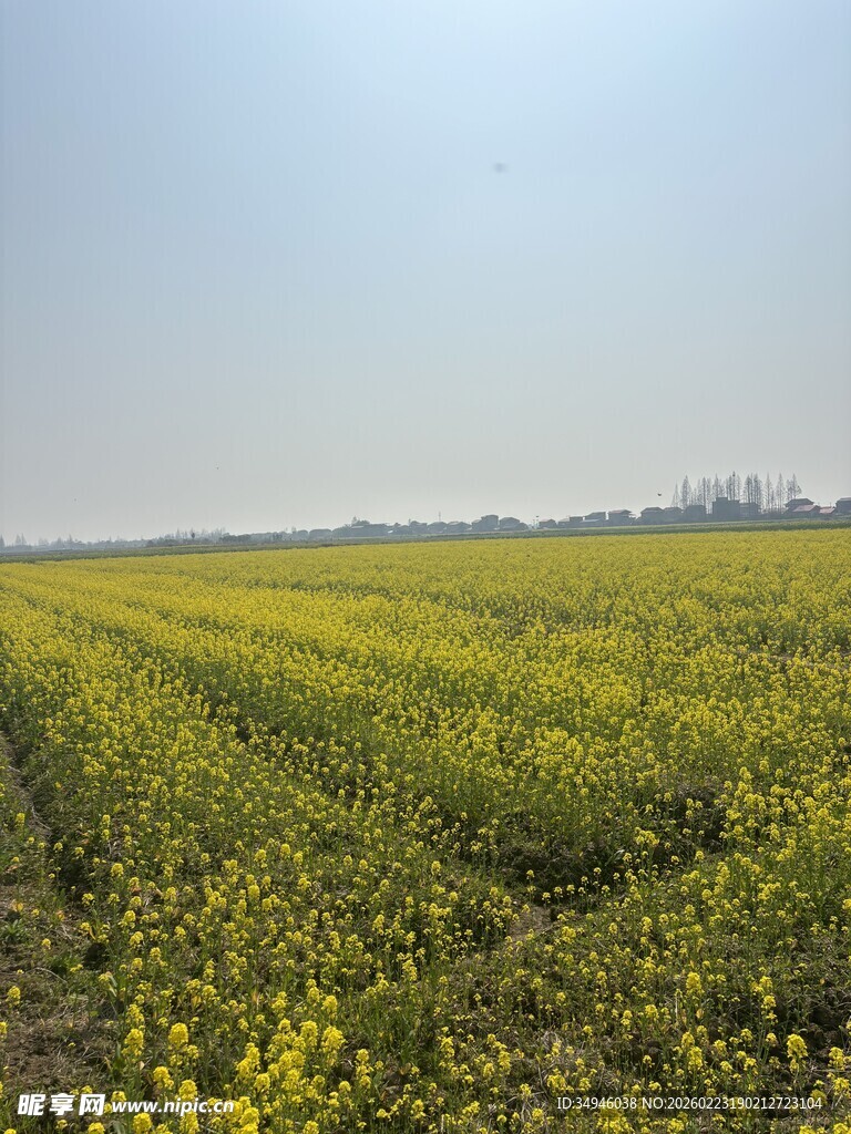 金黄油菜田的春日美景