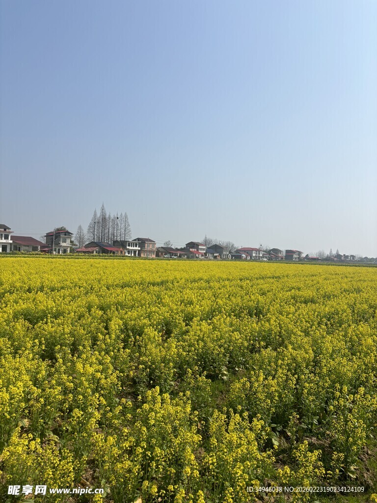 金黄油菜田