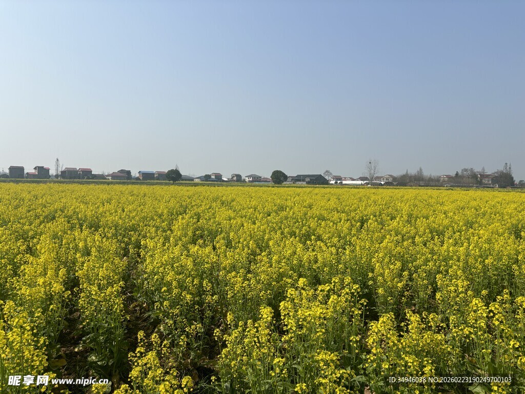金黄油菜花海田园风光