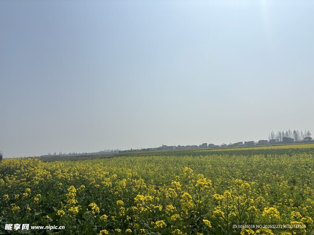 春日油菜花海风光