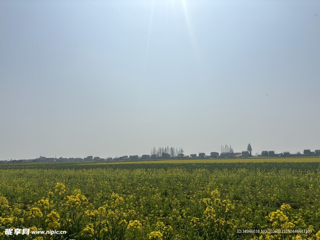春日油菜花田美景