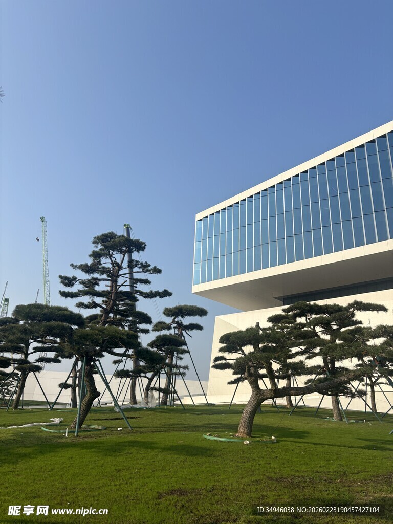 现代建筑旁的造型松树景