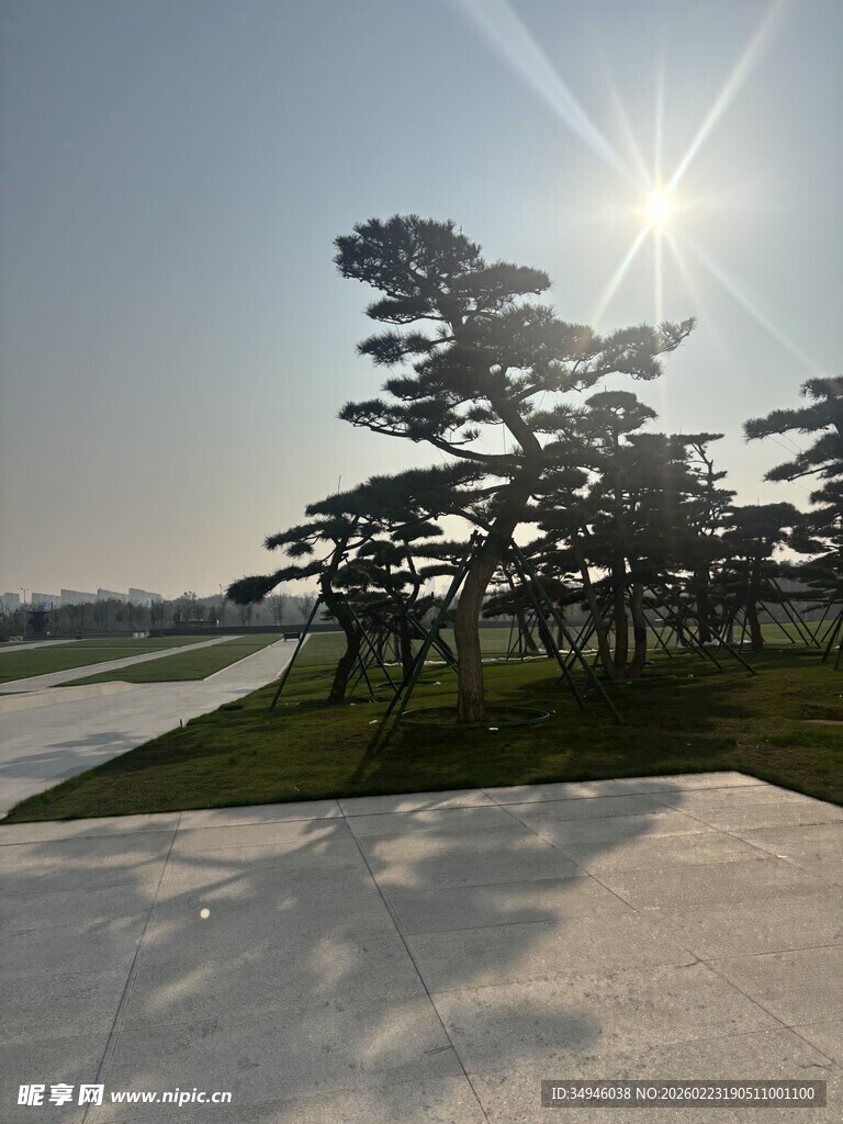 阳光下的苍松与开阔道路