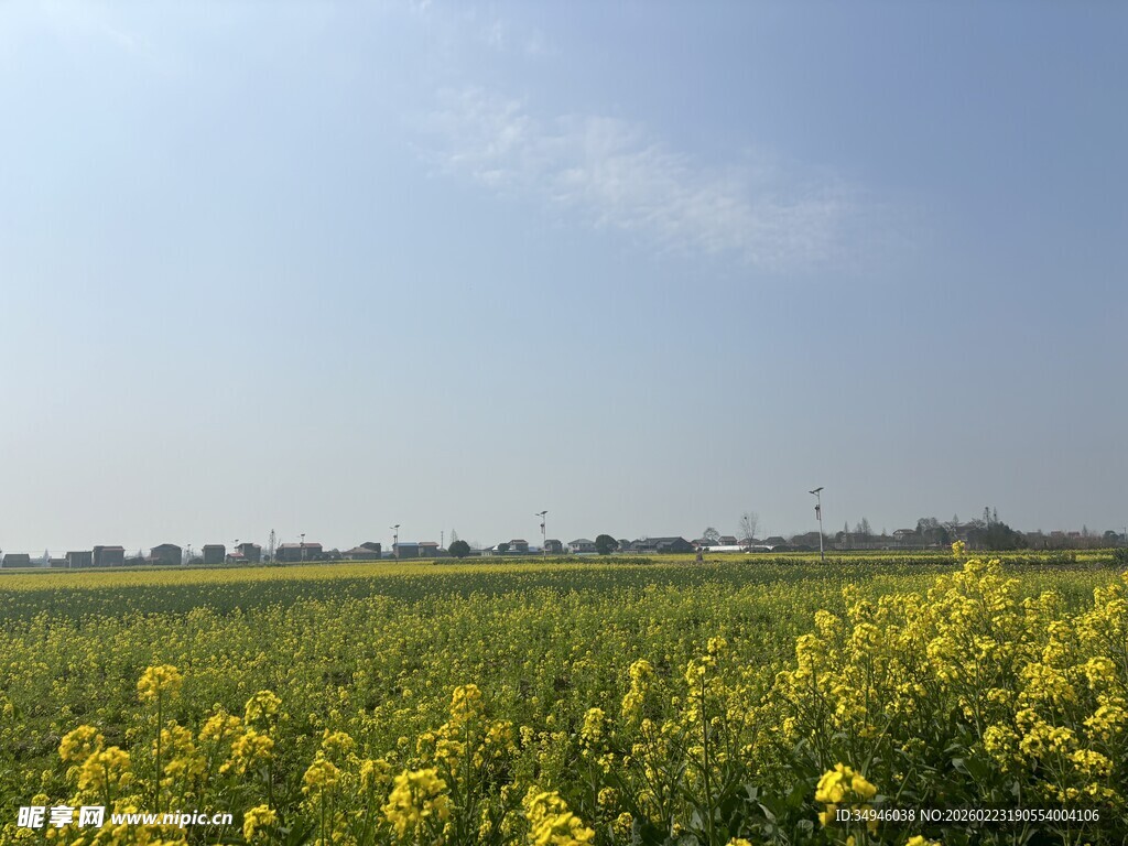 金黄油菜田