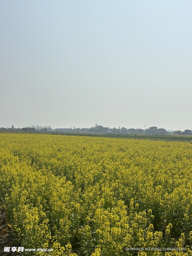 金黄油菜田