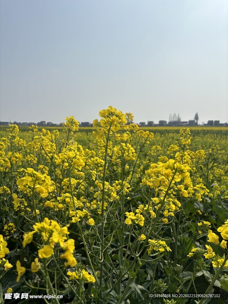 金黄油菜花田美景