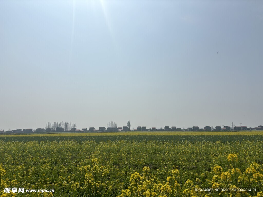 春日油菜花田美景