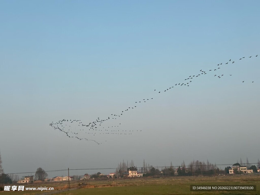 天空中飞翔的鸟群