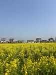 金黄油菜花田与远方房屋