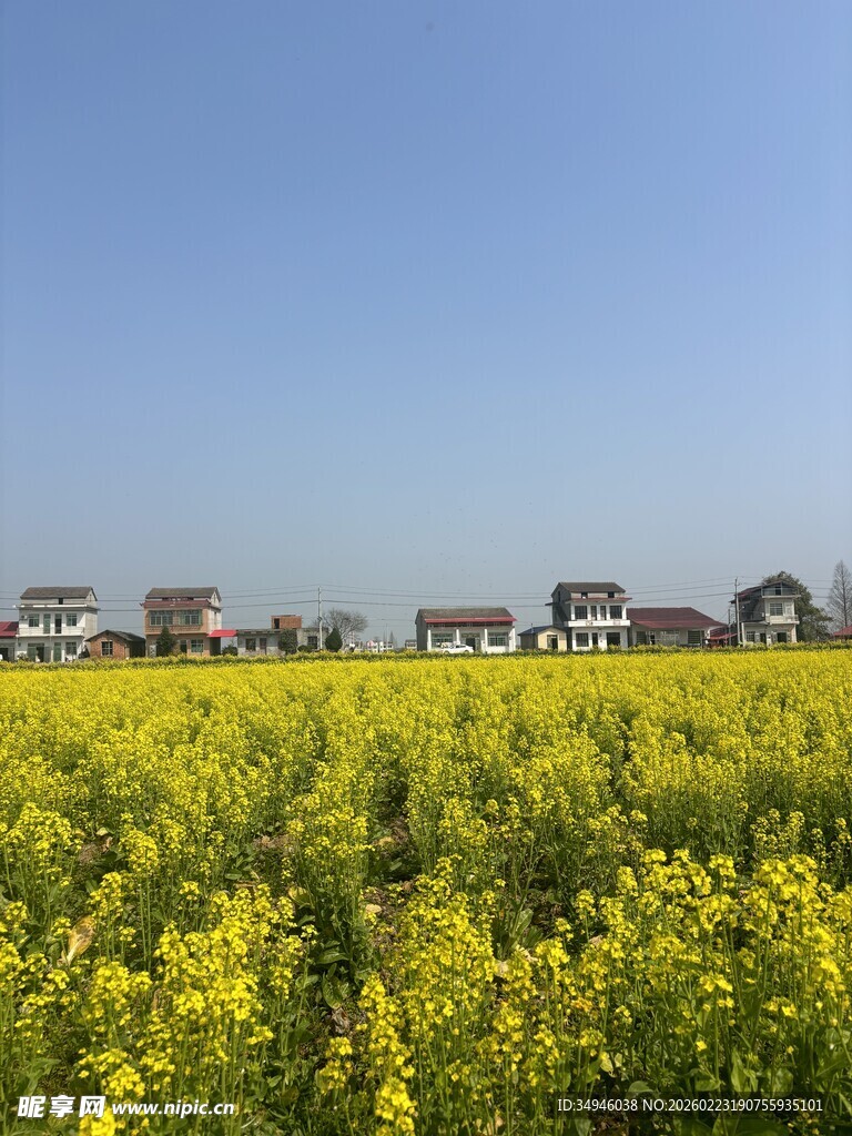 金黄油菜花田与远方房屋