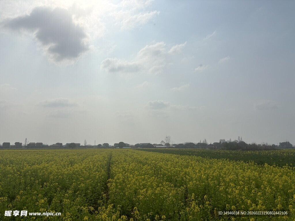 金黄油菜花田
