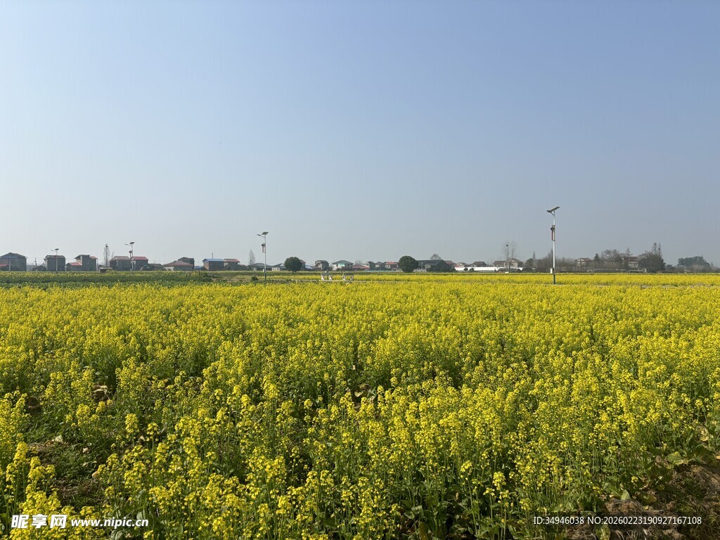 金黄油菜田