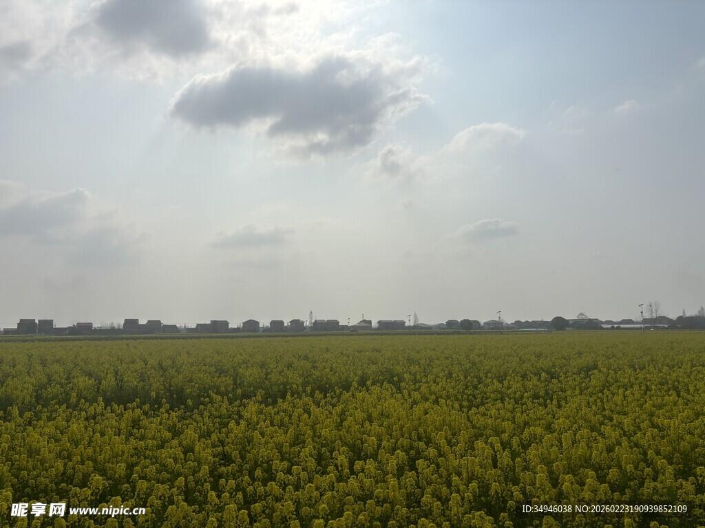 金黄油菜田