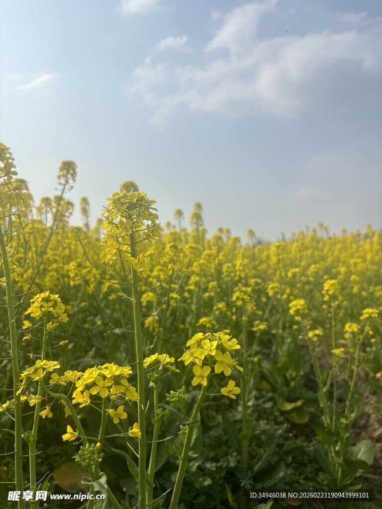 春日油菜花田美景