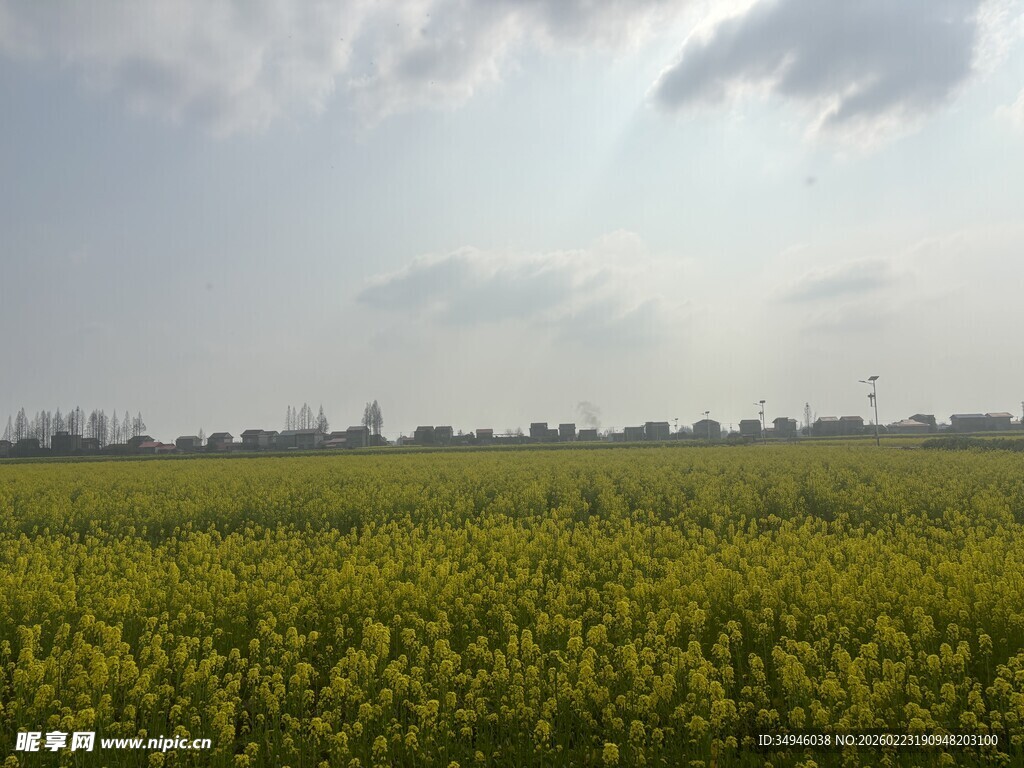 金黄油菜田