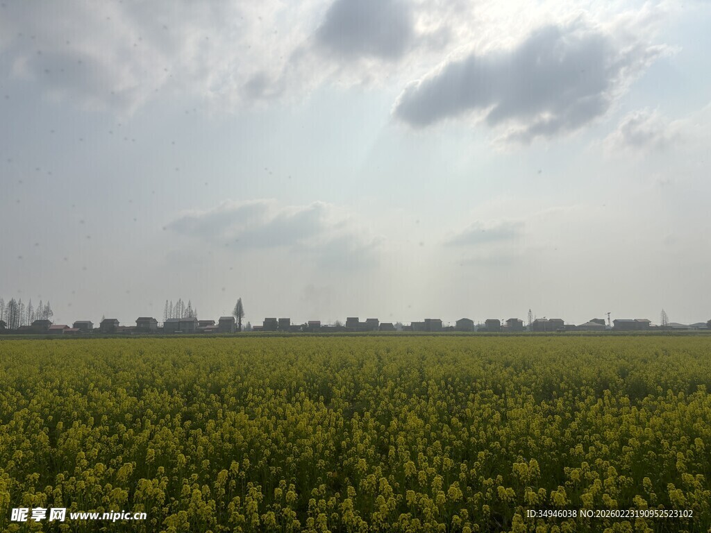 金黄油菜花田