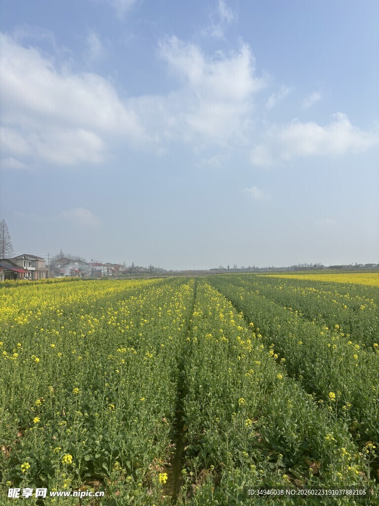 广袤田野间的翠绿农田