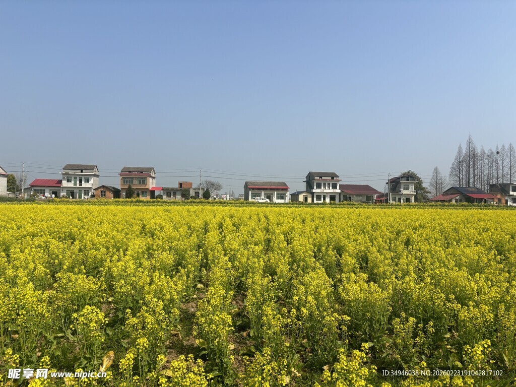 金黄油菜花田与远处村落