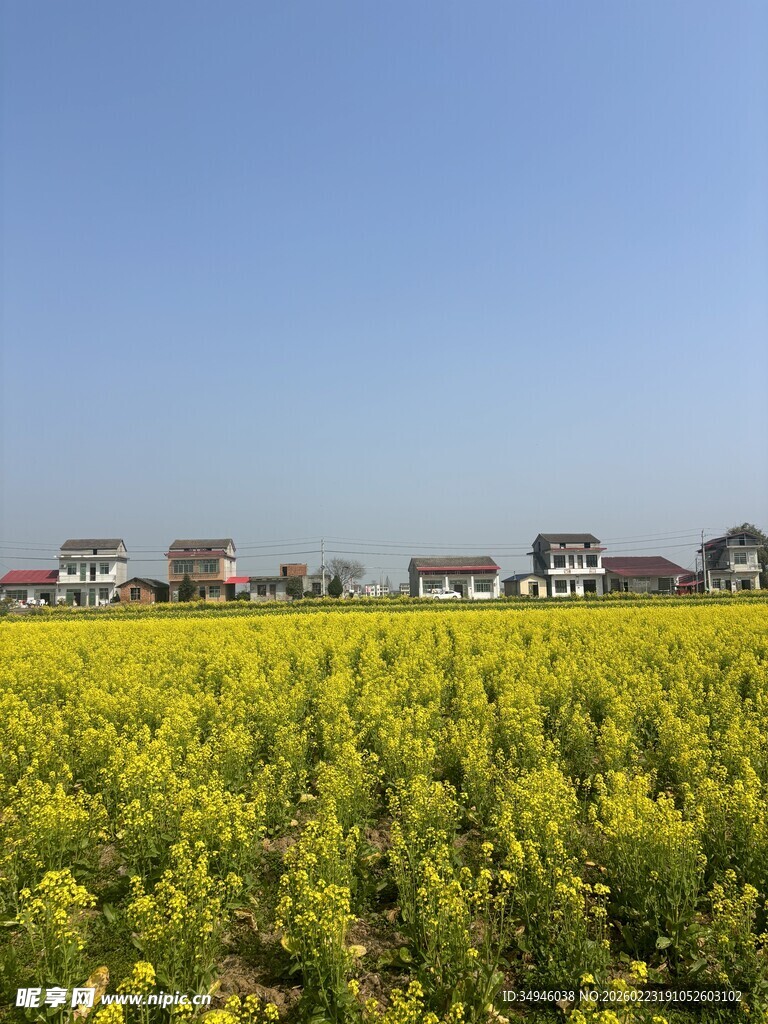 金黄油菜田