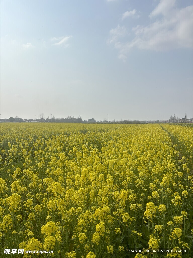 金黄油菜花海田园风光
