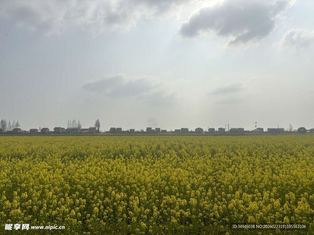 金黄油菜花田的美丽风光