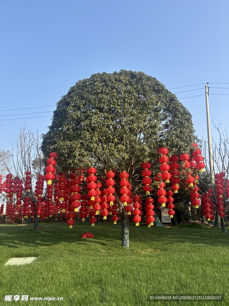 草坪上的红色装饰树