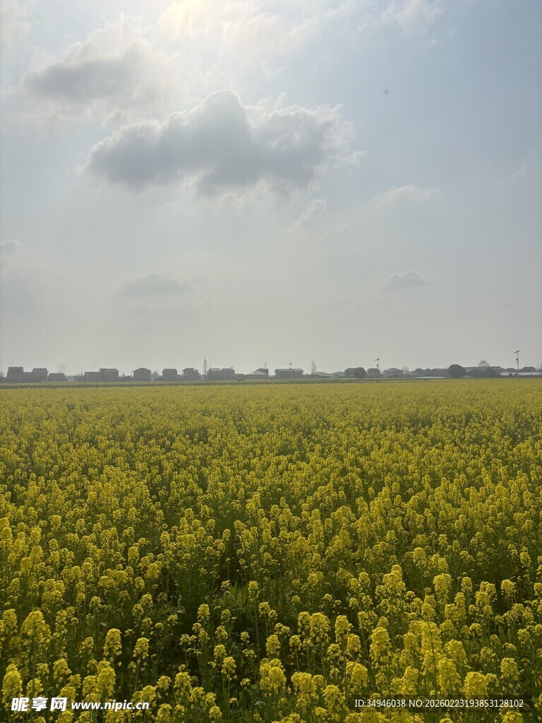 金黄油菜田