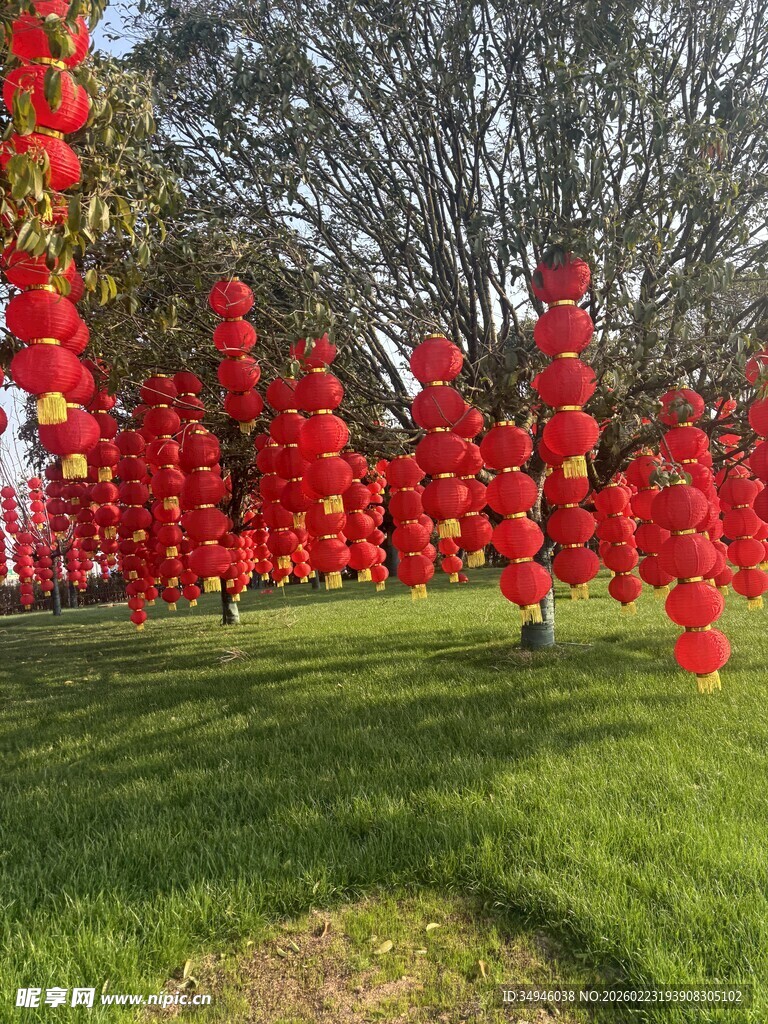 草坪上的串串红灯笼