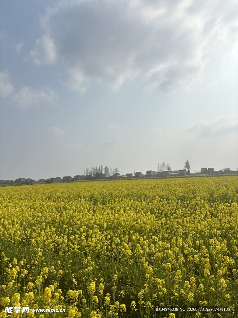 金黄油菜花田美景