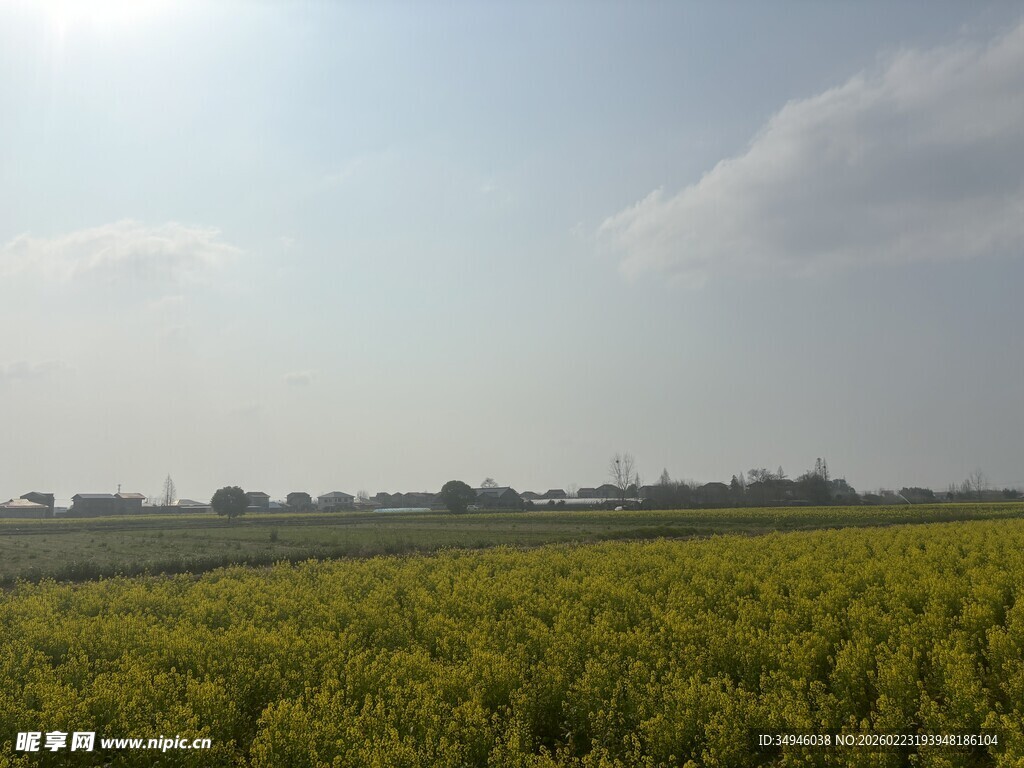 金黄油菜花田的田园风光