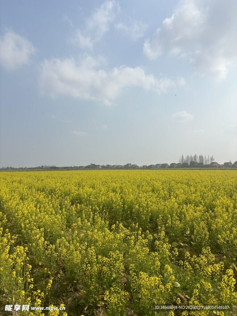 金黄油菜田