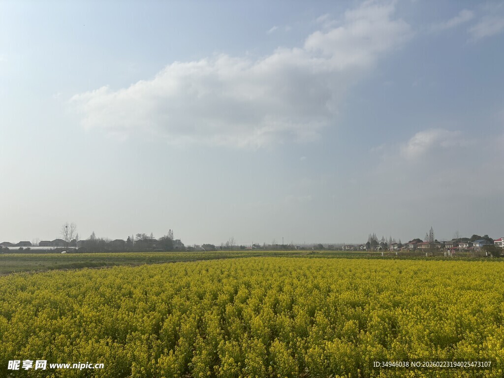金黄油菜田