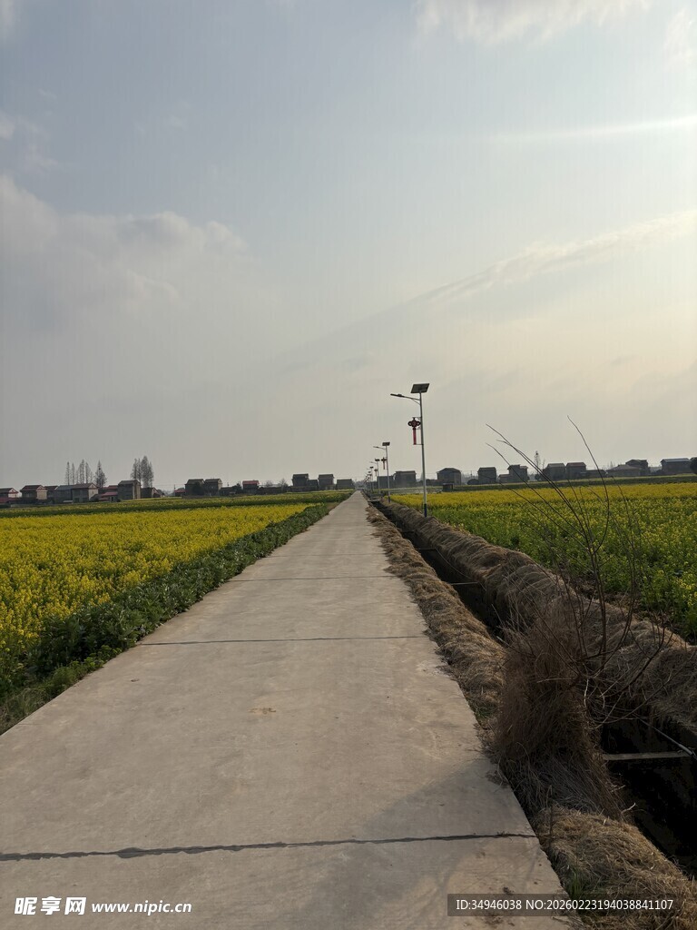 乡间水泥路旁的金黄田野