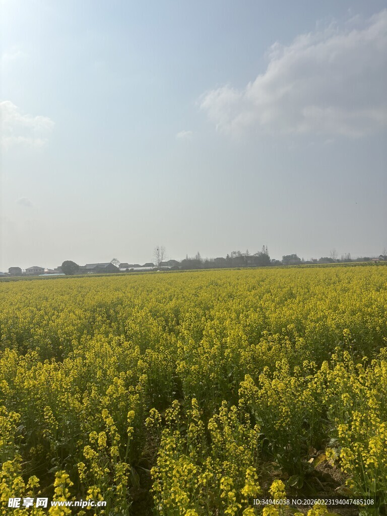 金黄油菜花田美景