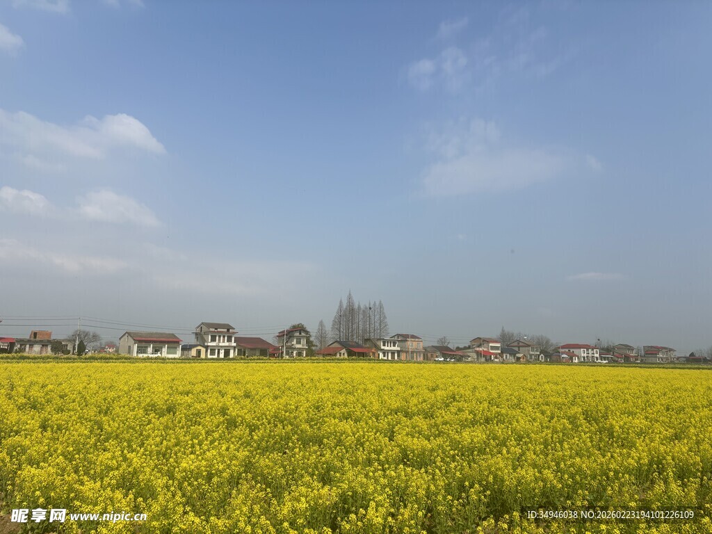 金黄油菜田