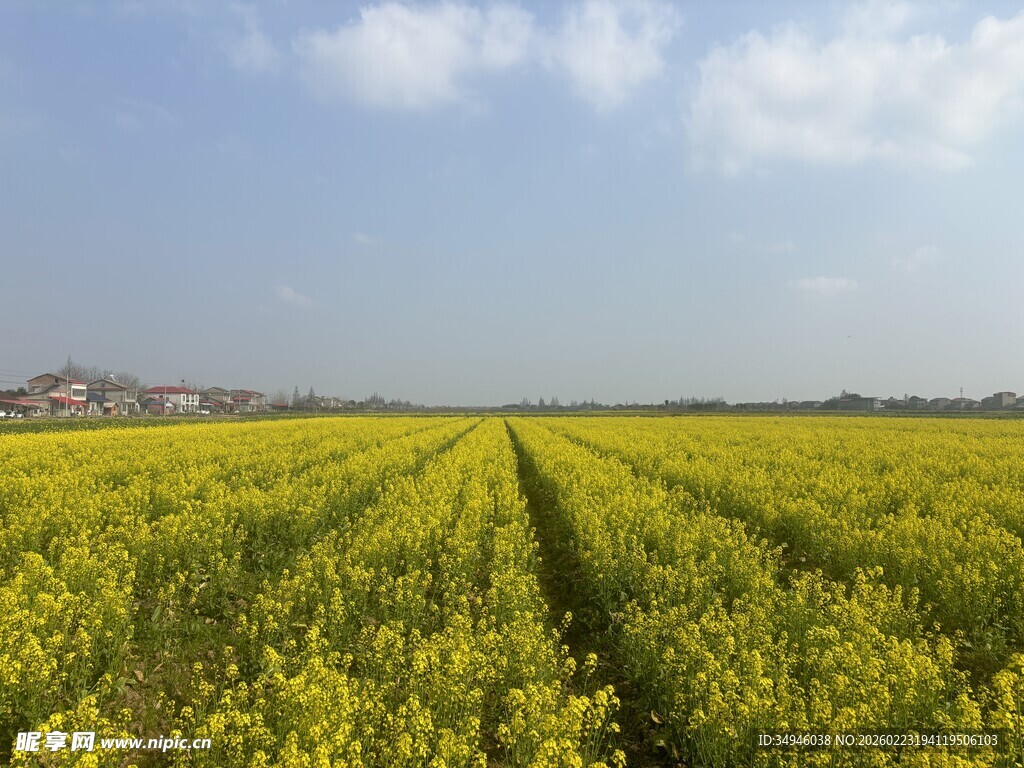 金黄油菜花田