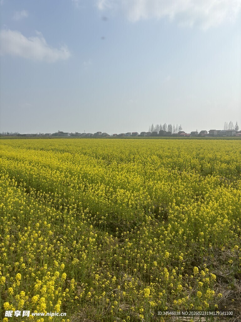 金黄油菜田