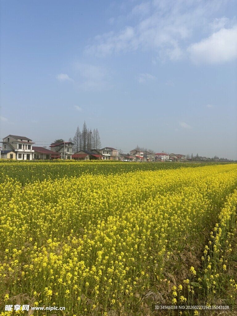 金黄油菜花田与远处民居