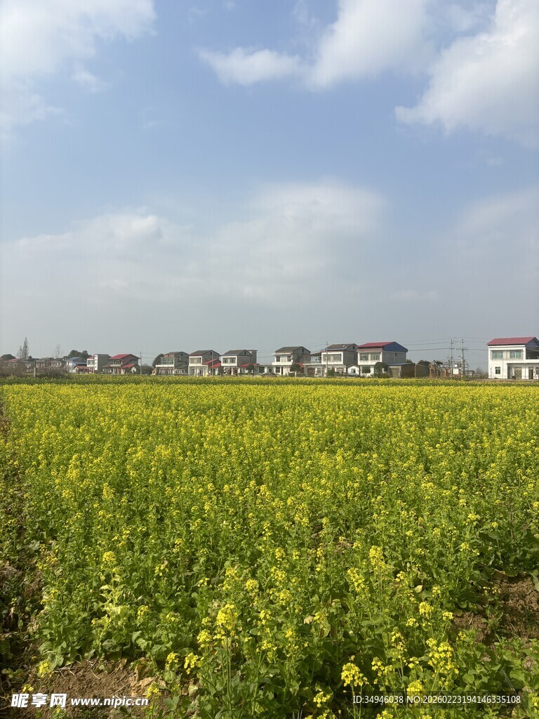 金黄油菜花田与远处民居