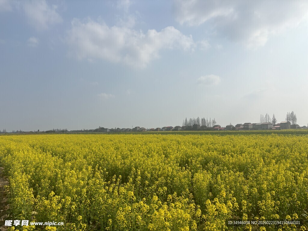 金黄油菜花海