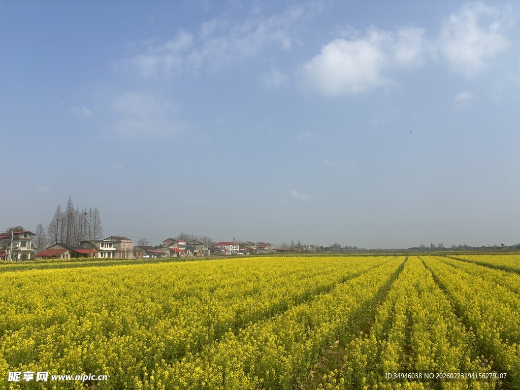 金黄油菜田
