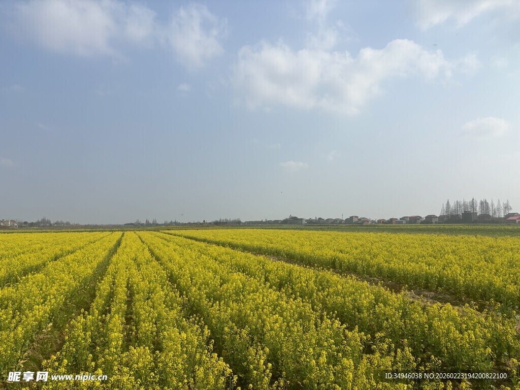 金黄油菜田