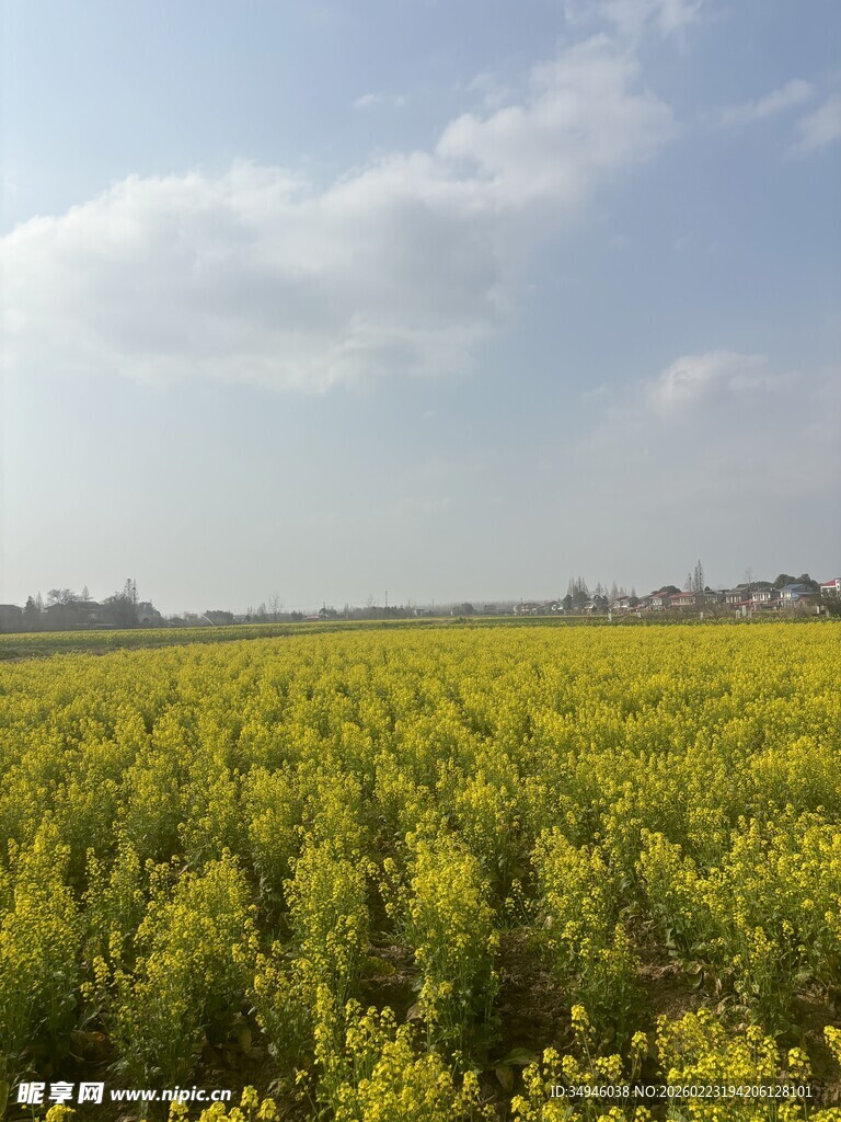 金黄油菜田