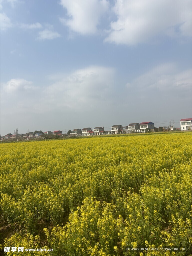 金黄油菜田
