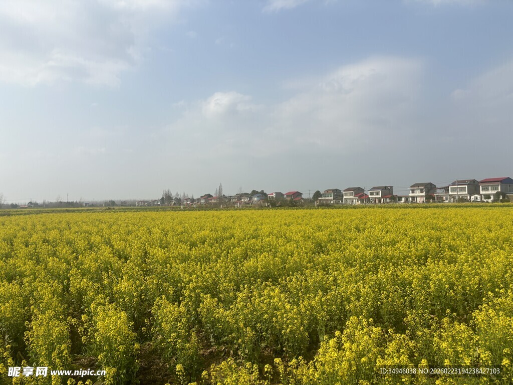 金黄油菜花田的美丽风光