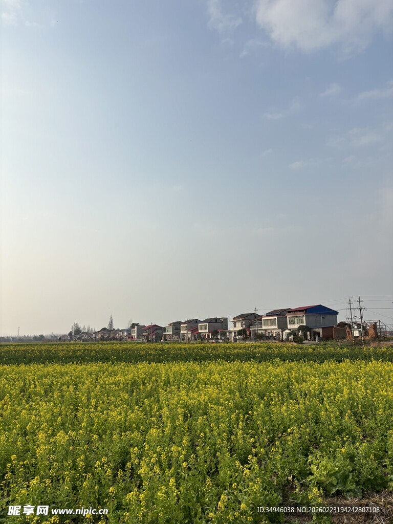金黄油菜花田与远处村落
