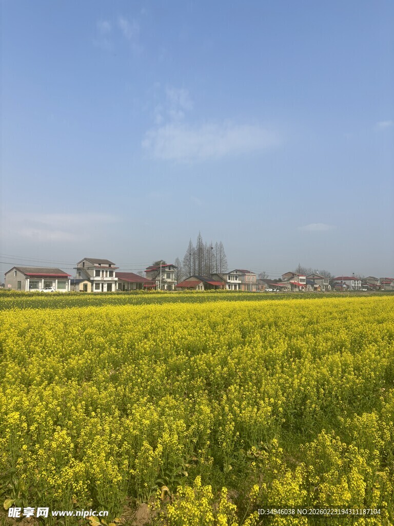 金黄油菜田