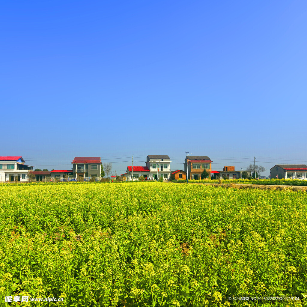金黄田野旁的乡村建筑