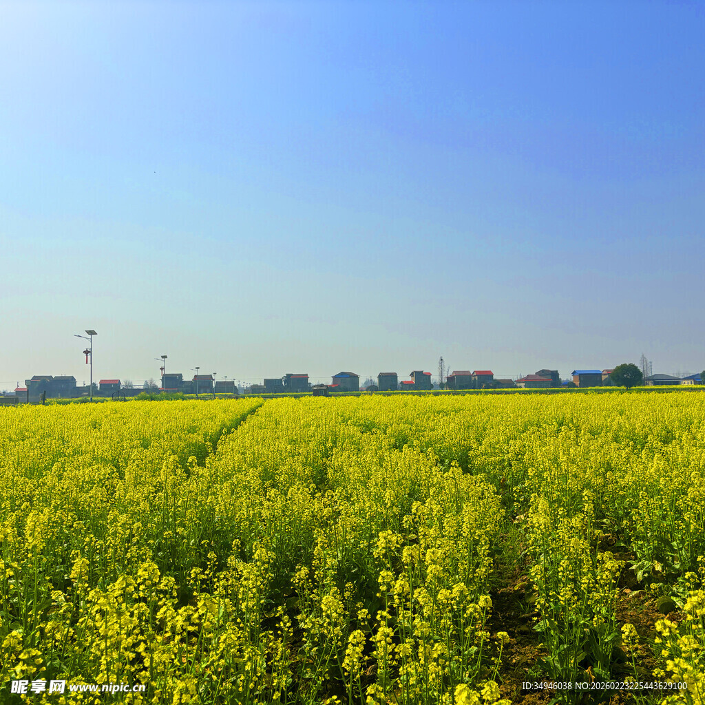 金黄油菜田